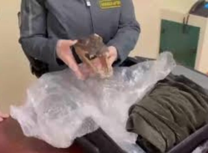 testa di coccodrillo a punta raisi