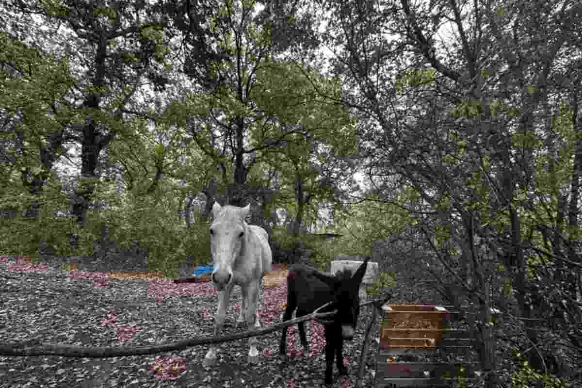 La casa della famiglia nel bosco