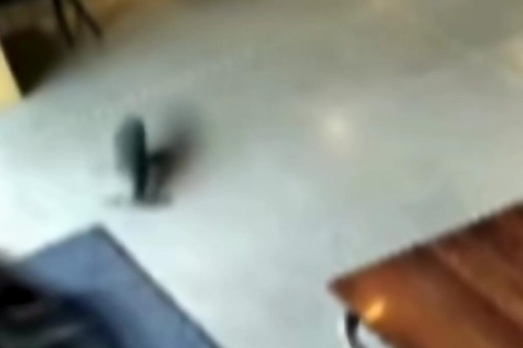 Cuccioli di foca entra in un bar