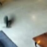 Cuccioli di foca entra in un bar