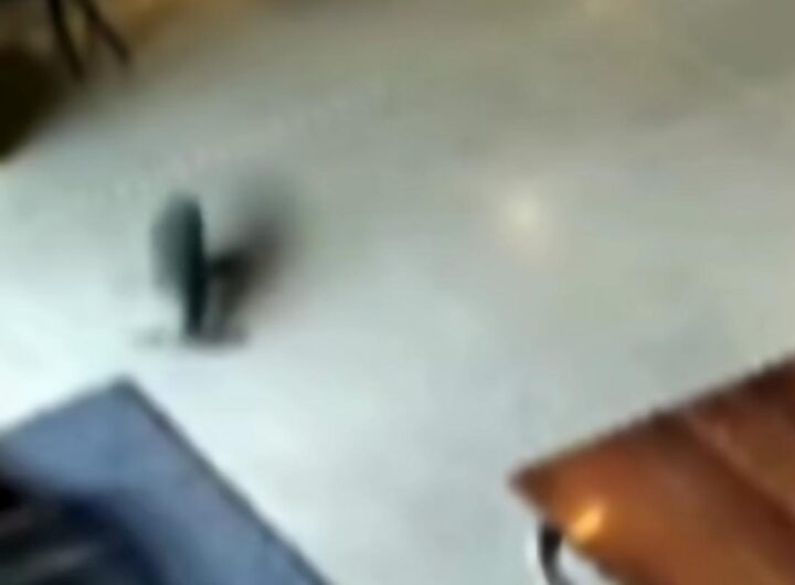 Cuccioli di foca entra in un bar