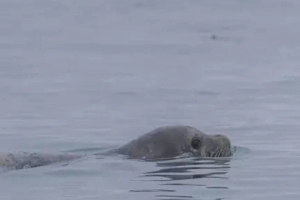 Foca monaca avvistata a Marina di Ravenna