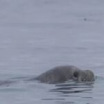 Foca monaca avvistata a Marina di Ravenna