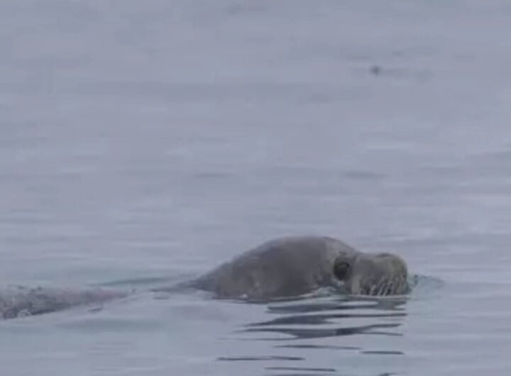 Foca monaca avvistata a Marina di Ravenna