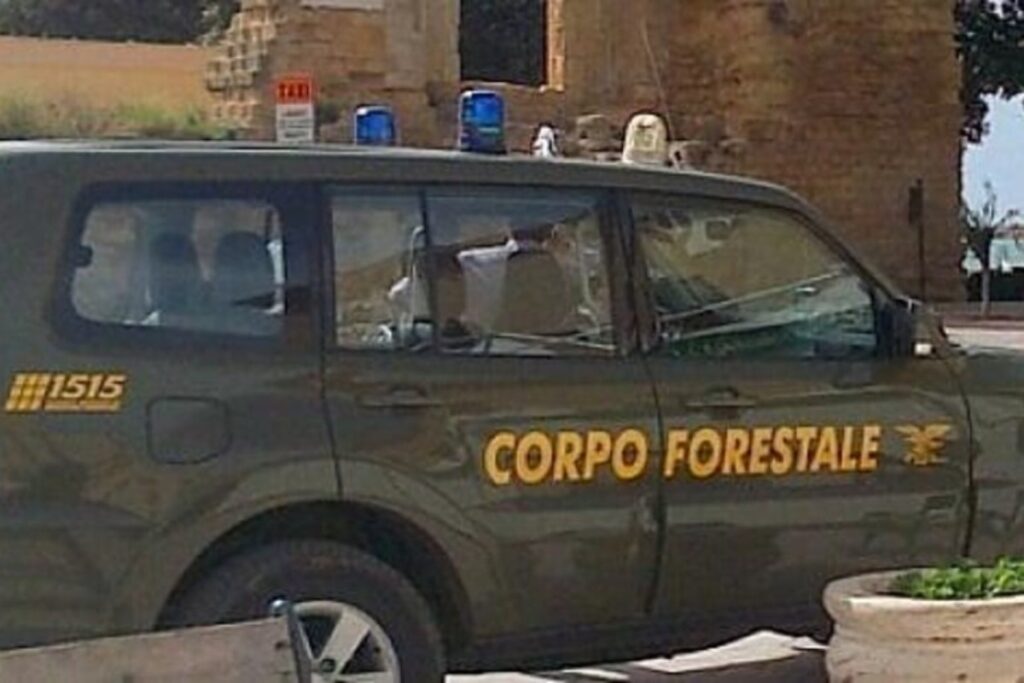 caccia forestale