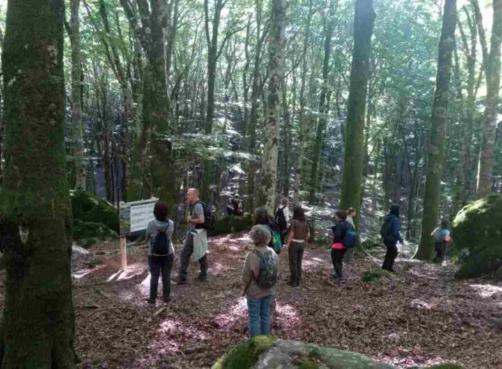 Un momento di svolgimento di terapia forestale