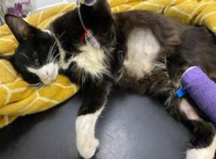 gatto abbandonato zaino