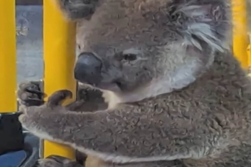 Koala sull'autobus
