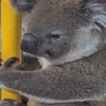Koala sull'autobus