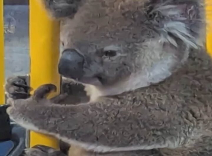 Koala sull'autobus