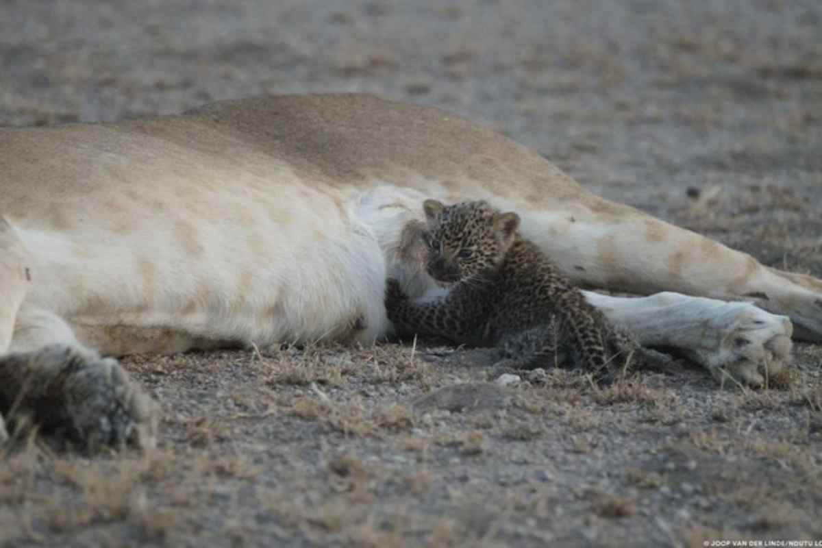 Leonessa con cuccioli