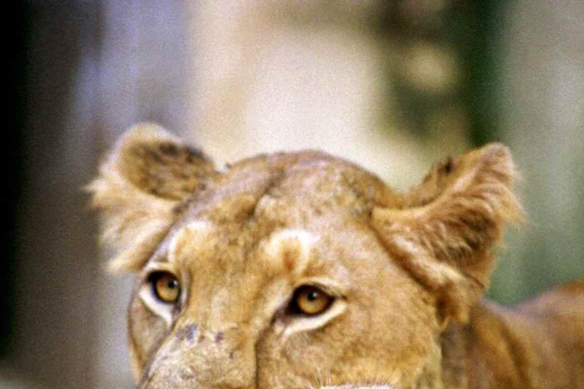 Brasile, 19enne si cala nella gabbia della leonessa allo zoo: sbranato sotto gli occhi degli altri visitatori
