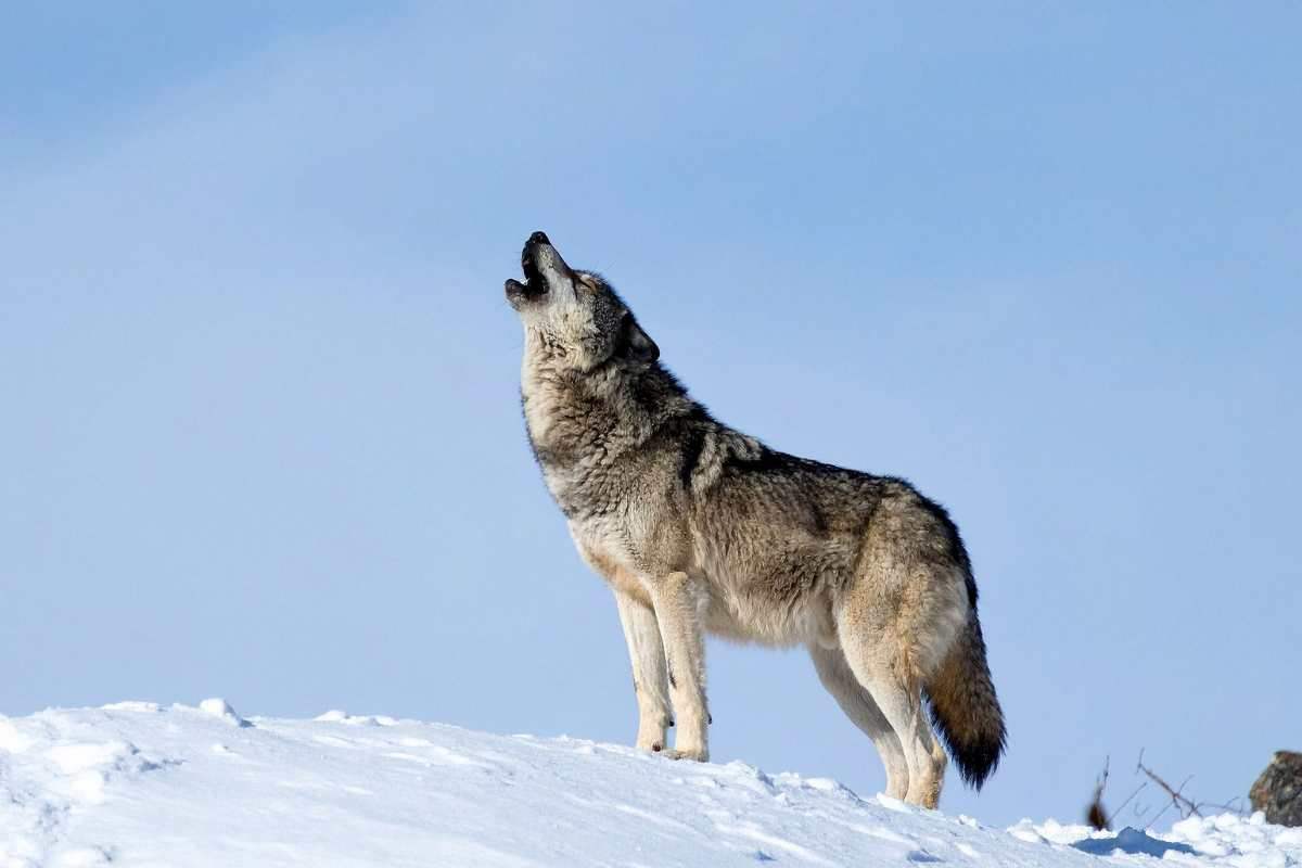 perché cane ulula ambulanza