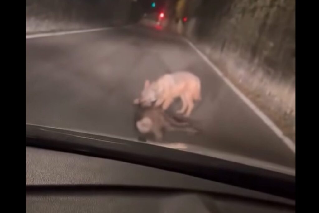 lupo mangia capriolo a rovereto