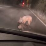 lupo mangia capriolo a rovereto