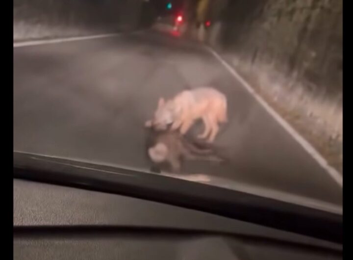 lupo mangia capriolo a rovereto