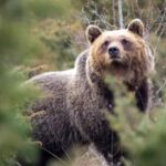 Un orso marsicano