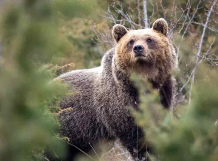 Un orso marsicano