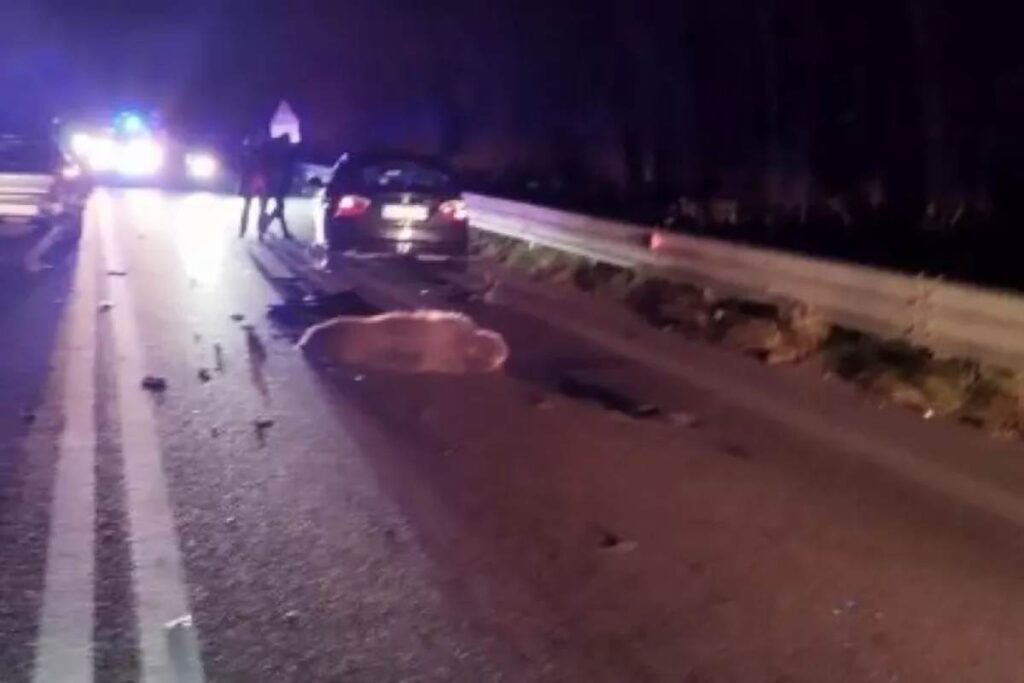 L'orso travolto in Abruzzo