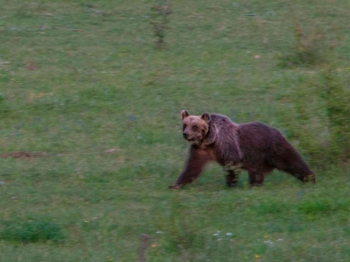 Un orso marsicano