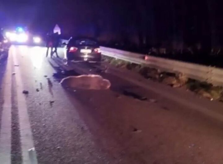 L'orso travolto in Abruzzo