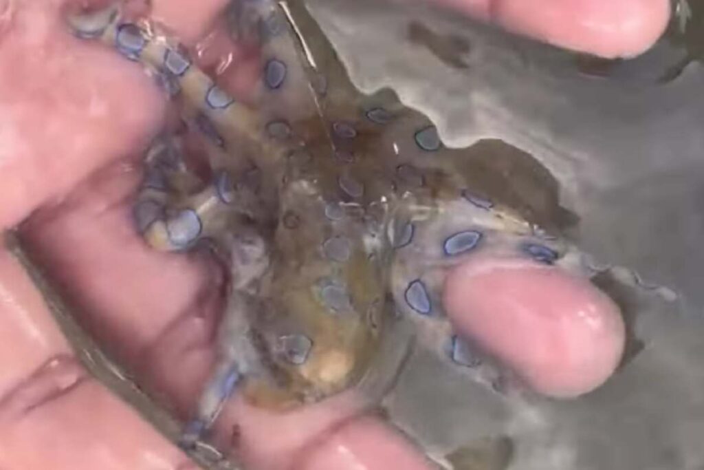 Polpo dagli anelli blu