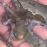 Polpo dagli anelli blu