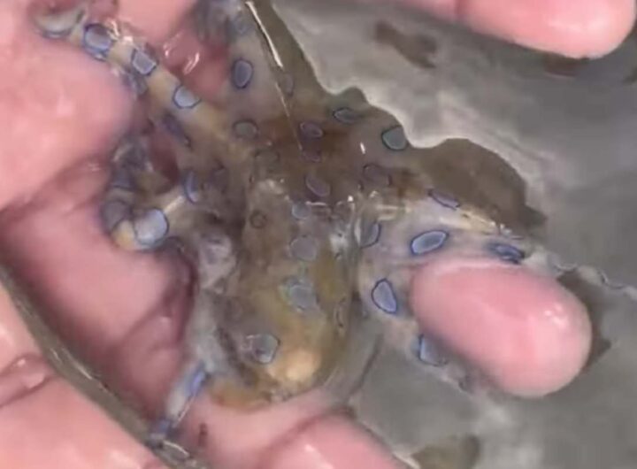 Polpo dagli anelli blu