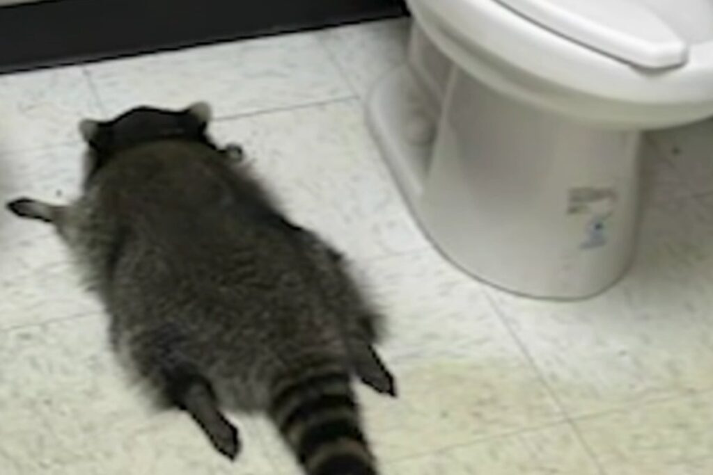 Procione svenuto nel bagno di un locale