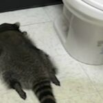 Procione svenuto nel bagno di un locale