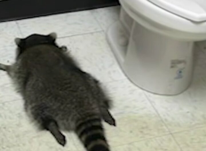 Procione svenuto nel bagno di un locale