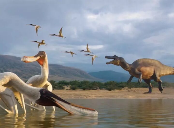 pterosauro becco a pettine