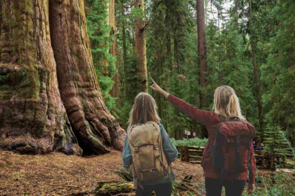 Scoperto nel 2006 dai biologi Chris Atkins e Michael Taylor, Hyperion è una Sequoia sempervirens che raggiunge un’altezza straordinaria