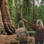Scoperto nel 2006 dai biologi Chris Atkins e Michael Taylor, Hyperion è una Sequoia sempervirens che raggiunge un’altezza straordinaria