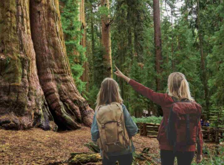 Scoperto nel 2006 dai biologi Chris Atkins e Michael Taylor, Hyperion è una Sequoia sempervirens che raggiunge un’altezza straordinaria