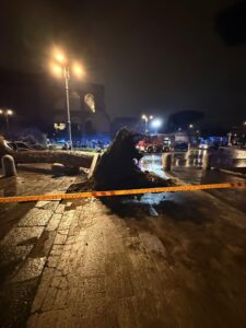 pino crollato a roma