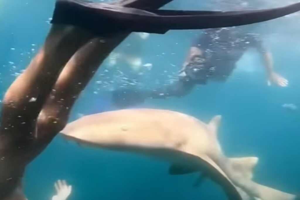 Squalo attacca turista