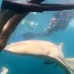 Squalo attacca turista