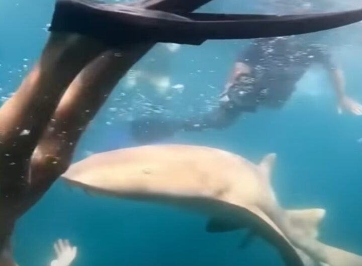 Squalo attacca turista