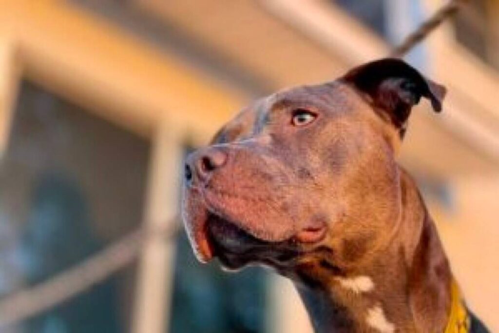 Vede il suo bulldog ucciso da un altro cane, donna incinta perde il figlio per un malore