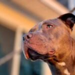 Vede il suo bulldog ucciso da un altro cane, donna incinta perde il figlio per un malore