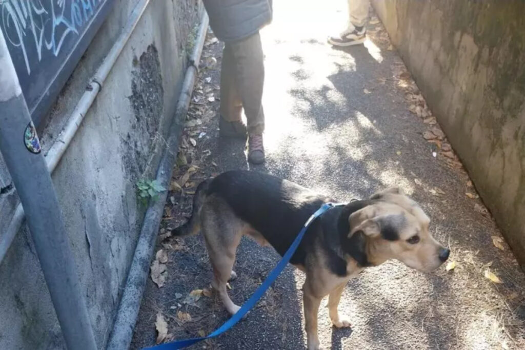 Il cane abbandonato a Genova