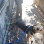 Il cane abbandonato a Genova