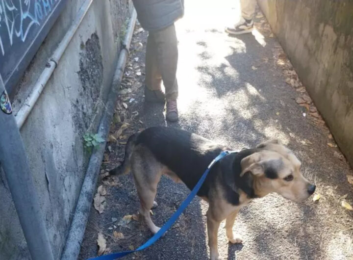 Il cane abbandonato a Genova