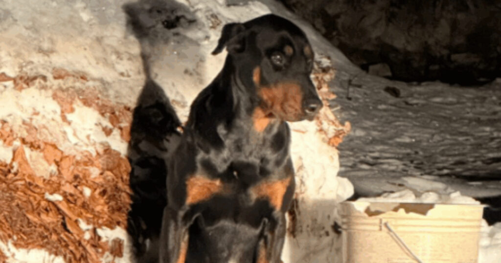 cane abbandonato piste da sci