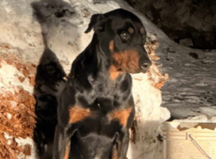 cane abbandonato piste da sci