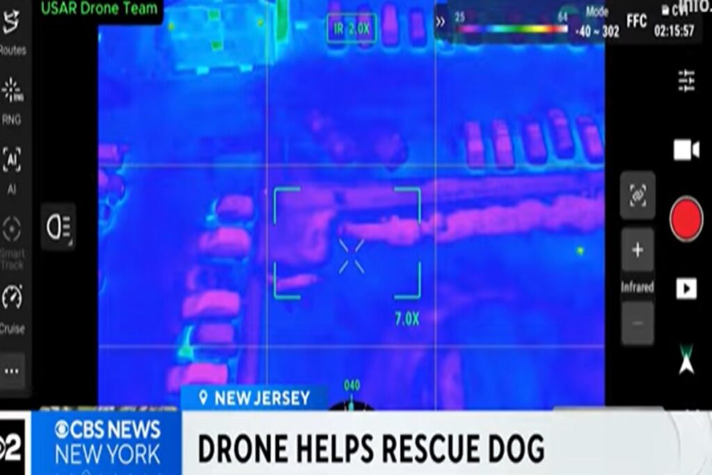 Il video del cane fuggito per 40 chilometri lungo l'autostrada e poi ritrovato grazie a un drone