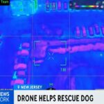 Il video del cane fuggito per 40 chilometri lungo l'autostrada e poi ritrovato grazie a un drone