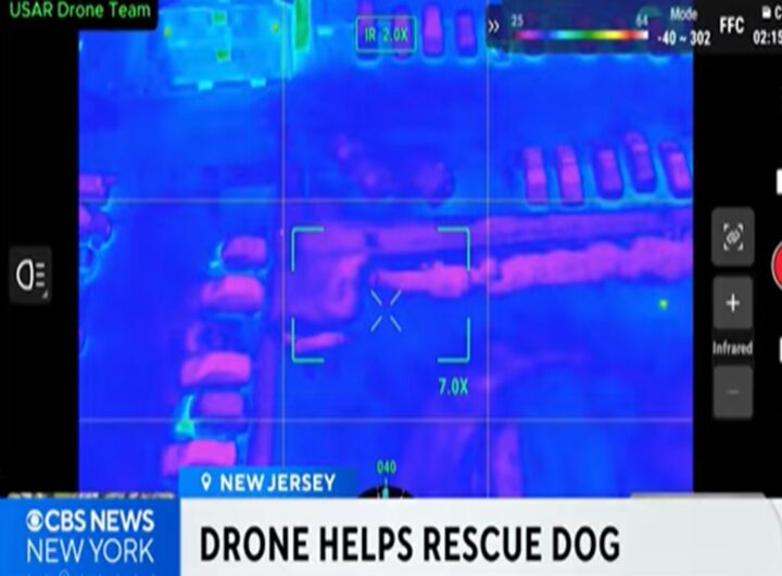 Il video del cane fuggito per 40 chilometri lungo l'autostrada e poi ritrovato grazie a un drone