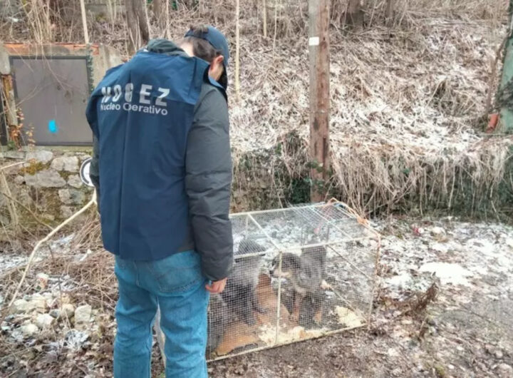 cani abbandonati gabbia